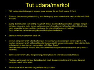 Tut udara/markot Pilih ranting atau batang yang bergaris pusat sebesar ibu jari (lebih kurang 1-2cm);  Buat dua kelaran mengelilingi ranting atau dahan yang mana jarak di antara kedua kelaran itu ialah 2.5-3cm;  Buang dan keluarkan kulit ranting yang telah dikelar dan kikis bahagian dalam sehingga nampak bahagian kayu yang putih, semua lapisan cambium (yang berwarna hijau) perlulah di kikis habis-habis sebab jika lapisan cambium masih ada, tut udara tidak berjaya di hasilkan; Sapu sedikit serbuk hormon pengakaran di bahagian atas kelaran;  Sediakan medium campuran tanah tut; Medium campuran tanah tut di buat dengan mencampurkan tanah dengan bahan organik (1:1), medium campuran tanah tut hendaklah dilembapkan sedikit sebelum dikepalkan dalam bentuk bola golf atau tennis atau dengan mengunakan “Jiffy Plant Starter”; Belah kepalan tanah tut tadi dan letakkan di sekeliling bahagian ranting atau dahan yang telah di kelar tadi;  Balut kepalan tanah tut itu dengan mengunakan plastik lut sinar ataupun sabut kelapa;  Pisahkan yang sudah berakar daripada pokok induk dengan memotong ranting atau dahan di bahagian bawah tut tersebut;  Tanam anak pokok ke dalam beg politena ataupun pasu.  