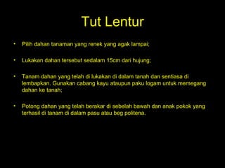 Tut Lentur Pilih dahan tanaman yang renek yang agak lampai;  Lukakan dahan tersebut sedalam 15cm dari hujung;  Tanam dahan yang telah di lukakan di dalam tanah dan sentiasa di lembapkan. Gunakan cabang kayu ataupun paku logam untuk memegang dahan ke tanah;  Potong dahan yang telah berakar di sebelah bawah dan anak pokok yang terhasil di tanam di dalam pasu atau beg politena.  
