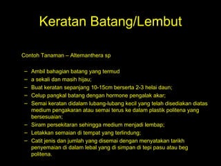 Keratan Batang/Lembut Contoh Tanaman – Alternanthera sp  Ambil bahagian batang yang termud a sekali dan masih hijau;  Buat keratan sepanjang 10-15cm berserta 2-3 helai daun;  Celup pangkal batang dengan hormone pengalak akar;  Semai keratan didalam lubang-lubang kecil yang telah disediakan diatas medium pengakaran atau semai terus ke dalam plastik politena yang bersesuaian;  Siram persekitaran sehingga medium menjadi lembap;  Letakkan semaian di tempat yang terlindung;  Catit jenis dan jumlah yang disemai dengan menyatakan tarikh penyemaian di dalam lebal yang di simpan di tepi pasu atau beg politena. 