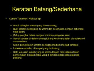 Keratan Batang/Sederhana Contoh Tanaman: Hibiscus sp  Ambil bahagian dahan yang baru matang;  Buat keratan sepanjang 10-20cm dan di sertakan dengan beberapa helai daun;  Celup pangkal dahan dengan hormone pengalak akar;  Semai keratan di dalam lubang-lubang kecil yang telah di sediakan di atas medium;  Siram persekitaran keratan sehingga medium menjadi lembap;  Letakkan semaian di tempat yang terlindung;  Catit jenis dan jumlah yang di semai dengan menyatakan tarikh penyemaian di dalam lebal yang di simpan ditepi pasu atau beg politena. 