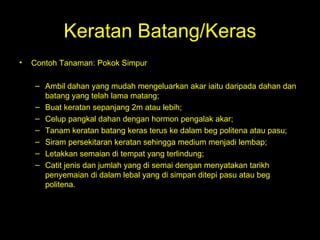 Keratan Batang/Keras Contoh Tanaman: Pokok Simpur  Ambil dahan yang mudah mengeluarkan akar iaitu daripada dahan dan batang yang telah lama matang;  Buat keratan sepanjang 2m atau lebih;  Celup pangkal dahan dengan hormon pengalak akar;  Tanam keratan batang keras terus ke dalam beg politena atau pasu;  Siram persekitaran keratan sehingga medium menjadi lembap;  Letakkan semaian di tempat yang terlindung;  Catit jenis dan jumlah yang di semai dengan menyatakan tarikh penyemaian di dalam lebal yang di simpan ditepi pasu atau beg politena.  