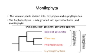 Monilophyta, Ancient plant group of Pteridophytes | PDF