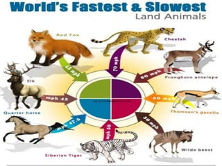 Fastest and Slowest Animals..