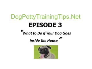 DogPottyTrainingTips.Net EPISODE 3“What to Do if Your Dog Goes Inside the House” 