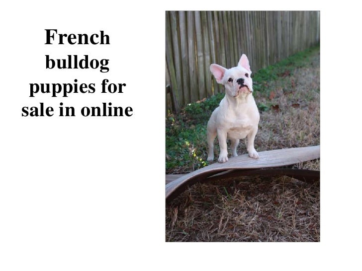 online bulldog