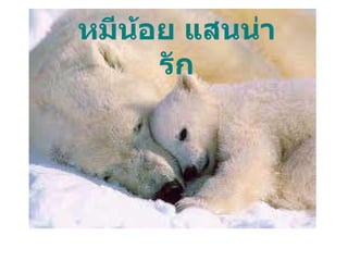 หมีน้อย แสนน่ารัก 