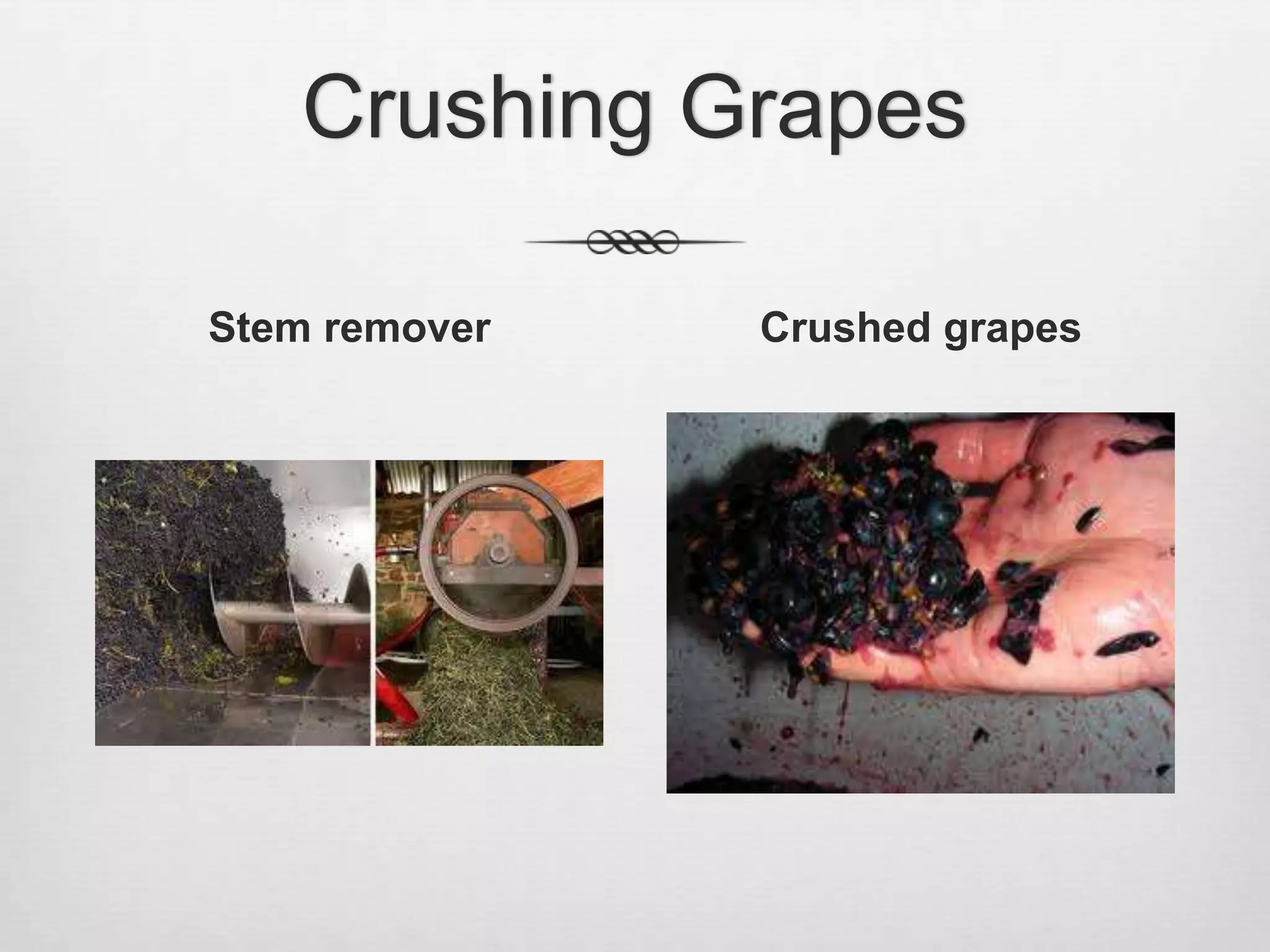 Crushing GrapesStem removerCrushed grapes