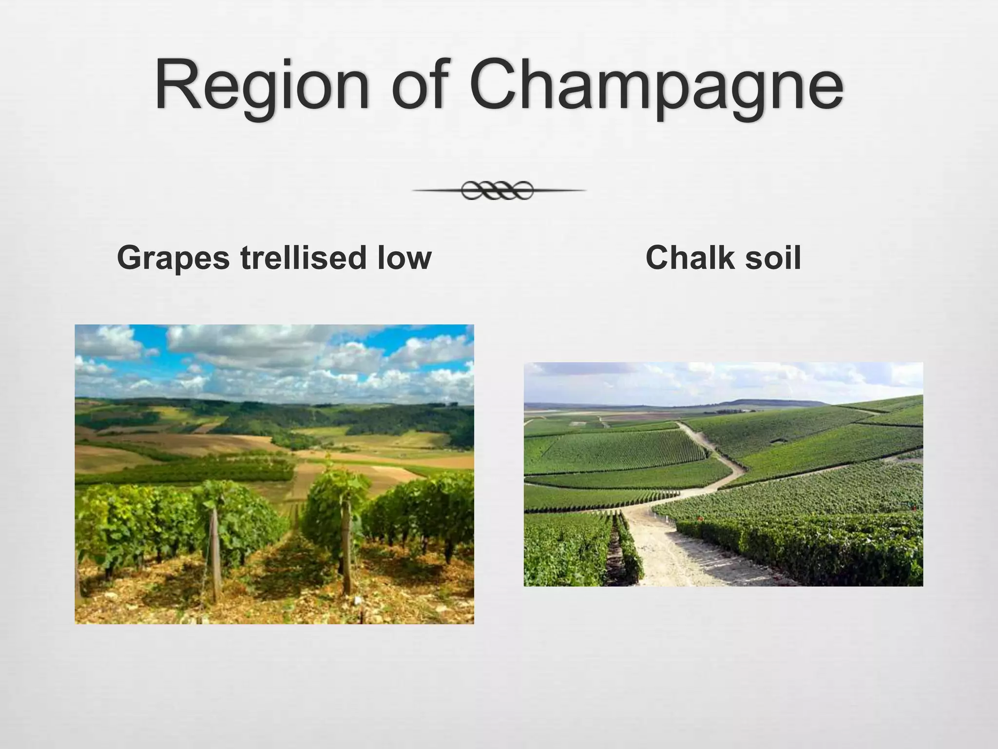 Region of ChampagneGrapes trellised lowChalk soil