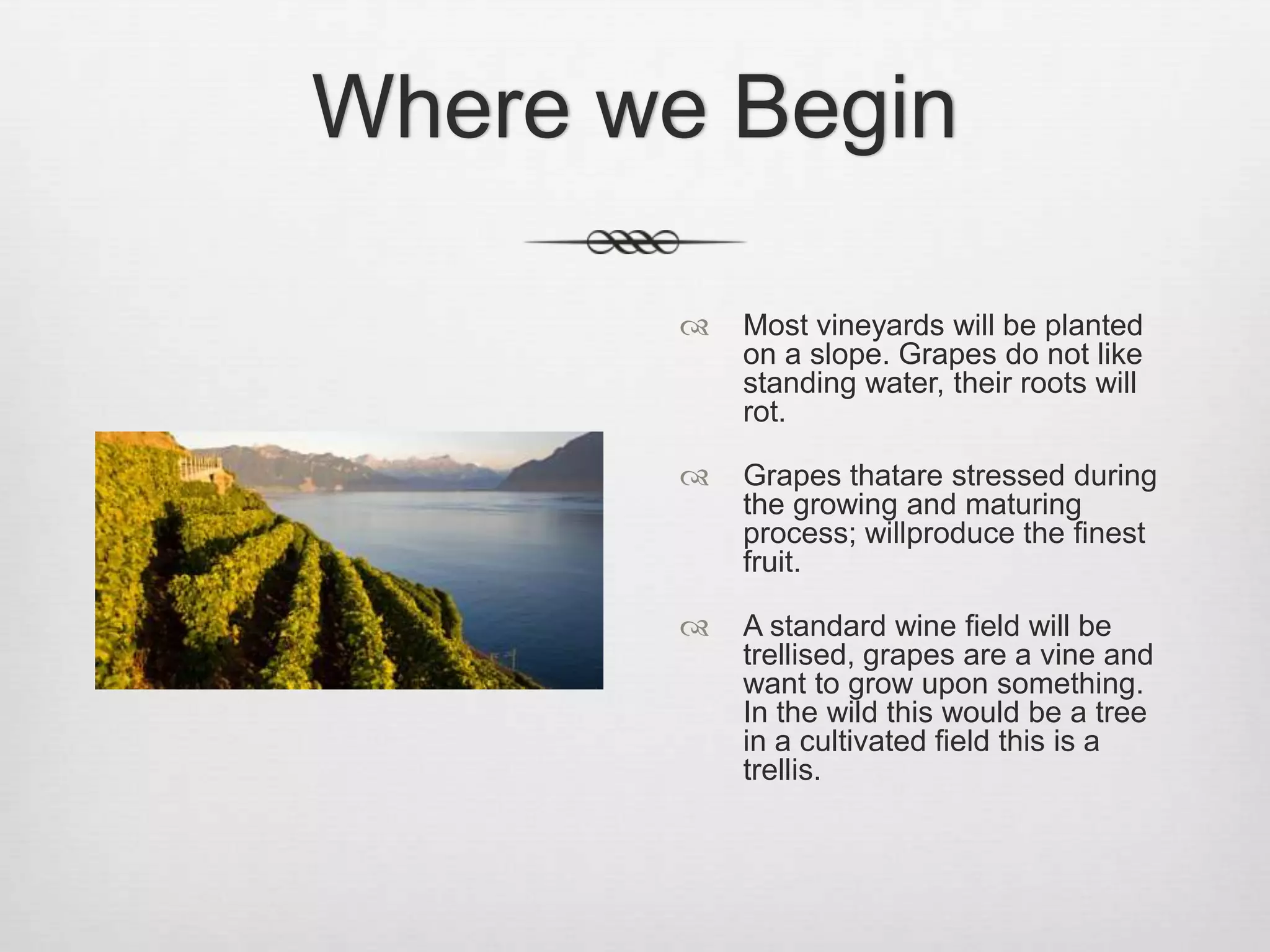 Where we BeginMost vineyards will be planted on a slope. Grapes do not like standing water, their roots will rot.Grapes thatare stressed during the growing and maturing process; willproduce the finest fruit.A standard wine field will be trellised, grapes are a vine and want to grow upon something. In the wild this would be a tree in a cultivated field this is a trellis.