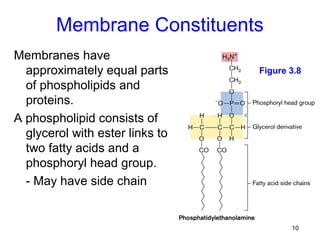Membrane Constituents
Membranes have
  approximately equal parts      Figure 3.8
  of phospholipids and
  proteins.
A phospholipid consists of
  glycerol with ester links to
  two fatty acids and a
  phosphoryl head group.
  - May have side chain


                                        10
 