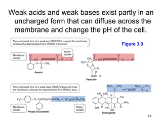 Weak acids and weak bases exist partly in an
 uncharged form that can diffuse across the
 membrane and change the pH of the cell.
                                  Figure 3.9




                                               13
 