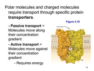 Polar molecules and charged molecules
 require transport through specific protein
 transporters.
                                 Figure 3.10
 - Passive transport =
 Molecules move along
 their concentration
 gradient
 - Active transport =
 Molecules move against
 their concentration
 gradient
     - Requires energy
                                               14
 