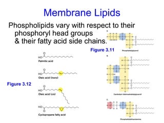 Membrane Lipids
Phospholipids vary with respect to their
 phosphoryl head groups
 & their fatty acid side chains.
                         Figure 3.11




Figure 3.12




                                           15
 