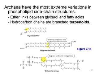 Archaea have the most extreme variations in
  phospholipid side-chain structures.
 - Ether links between glycerol and fatty acids
 - Hydrocarbon chains are branched terpenoids.




                                       Figure 3.14




                                                  17
 