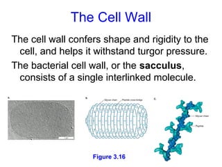 The Cell Wall
The cell wall confers shape and rigidity to the
 cell, and helps it withstand turgor pressure.
The bacterial cell wall, or the sacculus,
 consists of a single interlinked molecule.




                   Figure 3.16               18
 