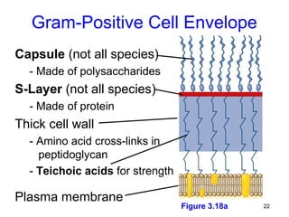 Gram-Positive Cell Envelope
Capsule (not all species)
  - Made of polysaccharides
S-Layer (not all species)
  - Made of protein
Thick cell wall
  - Amino acid cross-links in
    peptidoglycan
  - Teichoic acids for strength

Plasma membrane
                                  Figure 3.18a   22
 