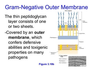 Gram-Negative Outer Membrane
The thin peptidoglycan
  layer consists of one
  or two sheets.
-Covered by an outer
  membrane, which
  confers defensive
  abilities and toxigenic
  properties on many
  pathogens
                   Figure 3.18b
                                  24
 