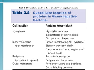 Table 3-2 Subcellular location of proteins in Gram-negative bacteria.




                                                                        26
 