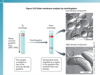 Figure 3-23 Outer membrane analysis by centrifugation.




                                                         27
 