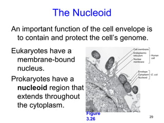 The Nucleoid
An important function of the cell envelope is
 to contain and protect the cell’s genome.
Eukaryotes have a
  membrane-bound
  nucleus.
Prokaryotes have a
  nucleoid region that
  extends throughout
  the cytoplasm.
                         Figure
                                            29
                         3.26
 