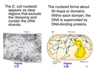 The E. coli nucleoid     The nucleoid forms about
  appears as clear         50 loops or domains.
  regions that exclude     Within each domain, the
  the ribosome and
  contain the DNA          DNA is supercoiled by
  strands.                 DNA-binding proteins.




     Figure                       Figure
     3.27                         3.28         30
 