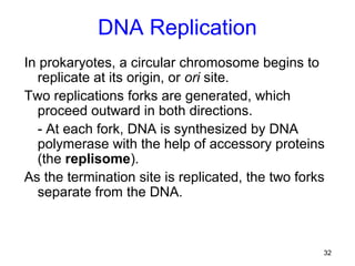 DNA Replication
In prokaryotes, a circular chromosome begins to
  replicate at its origin, or ori site.
Two replications forks are generated, which
  proceed outward in both directions.
  - At each fork, DNA is synthesized by DNA
  polymerase with the help of accessory proteins
  (the replisome).
As the termination site is replicated, the two forks
  separate from the DNA.



                                                   32
 