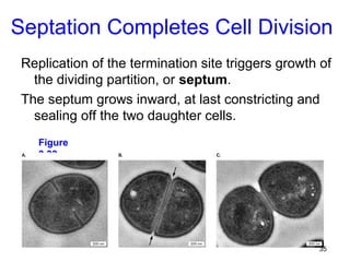 Septation Completes Cell Division
 Replication of the termination site triggers growth of
   the dividing partition, or septum.
 The septum grows inward, at last constricting and
   sealing off the two daughter cells.
    Figure
    3.33




                                                    35
 