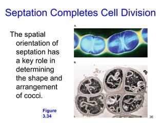 Septation Completes Cell Division

 The spatial
  orientation of
  septation has
  a key role in
  determining
  the shape and
  arrangement
  of cocci.
          Figure
          3.34                 36
 