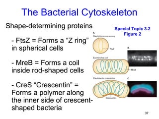 The Bacterial Cytoskeleton
Shape-determining proteins     Special Topic 3.2
                                  Figure 2
 - FtsZ = Forms a “Z ring”
 in spherical cells

 - MreB = Forms a coil
 inside rod-shaped cells

 - CreS “Crescentin” =
 Forms a polymer along
 the inner side of crescent-
 shaped bacteria
                                             37
 