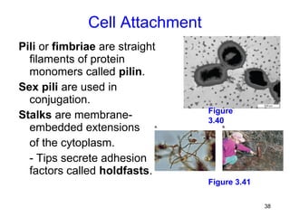Cell Attachment
Pili or fimbriae are straight
  filaments of protein
  monomers called pilin.
Sex pili are used in
  conjugation.
                                Figure
Stalks are membrane-            3.40
  embedded extensions
  of the cytoplasm.
  - Tips secrete adhesion
  factors called holdfasts.
                                Figure 3.41

                                              38
 