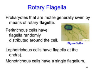 Rotary Flagella
Prokaryotes that are motile generally swim by
  means of rotary flagella.
Peritrichous cells have
 flagella randomly
 distributed around the cell.
                                 Figure 3.42a

Lophotrichous cells have flagella at the
  end(s).
Monotrichous cells have a single flagellum.
                                                39
 