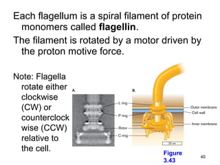 Each flagellum is a spiral filament of protein
 monomers called flagellin.
The filament is rotated by a motor driven by
 the proton motive force.

Note: Flagella
 rotate either
 clockwise
 (CW) or
 counterclock
 wise (CCW)
 relative to
 the cell.                          Figure
                                             40
                                    3.43
 
