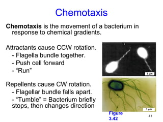 Chemotaxis
Chemotaxis is the movement of a bacterium in
 response to chemical gradients.

Attractants cause CCW rotation.
  - Flagella bundle together.
  - Push cell forward
  - “Run”

Repellents cause CW rotation.
 - Flagellar bundle falls apart.
 - “Tumble” = Bacterium briefly
 stops, then changes direction
                                   Figure
                                               41
                                   3.42
 