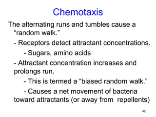 Chemotaxis
The alternating runs and tumbles cause a
 “random walk.”
 - Receptors detect attractant concentrations.
    - Sugars, amino acids
 - Attractant concentration increases and
 prolongs run.
    - This is termed a “biased random walk.”
    - Causes a net movement of bacteria
 toward attractants (or away from repellents)
                                           42
 