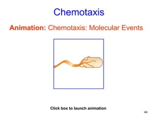 Chemotaxis
Animation: Chemotaxis: Molecular Events




           Click box to launch animation
                                           44
 