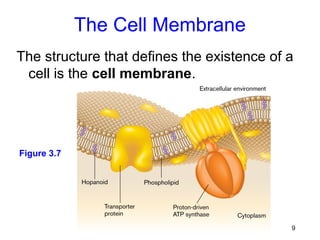 The Cell Membrane
The structure that defines the existence of a
 cell is the cell membrane.




Figure 3.7




                                            9
 