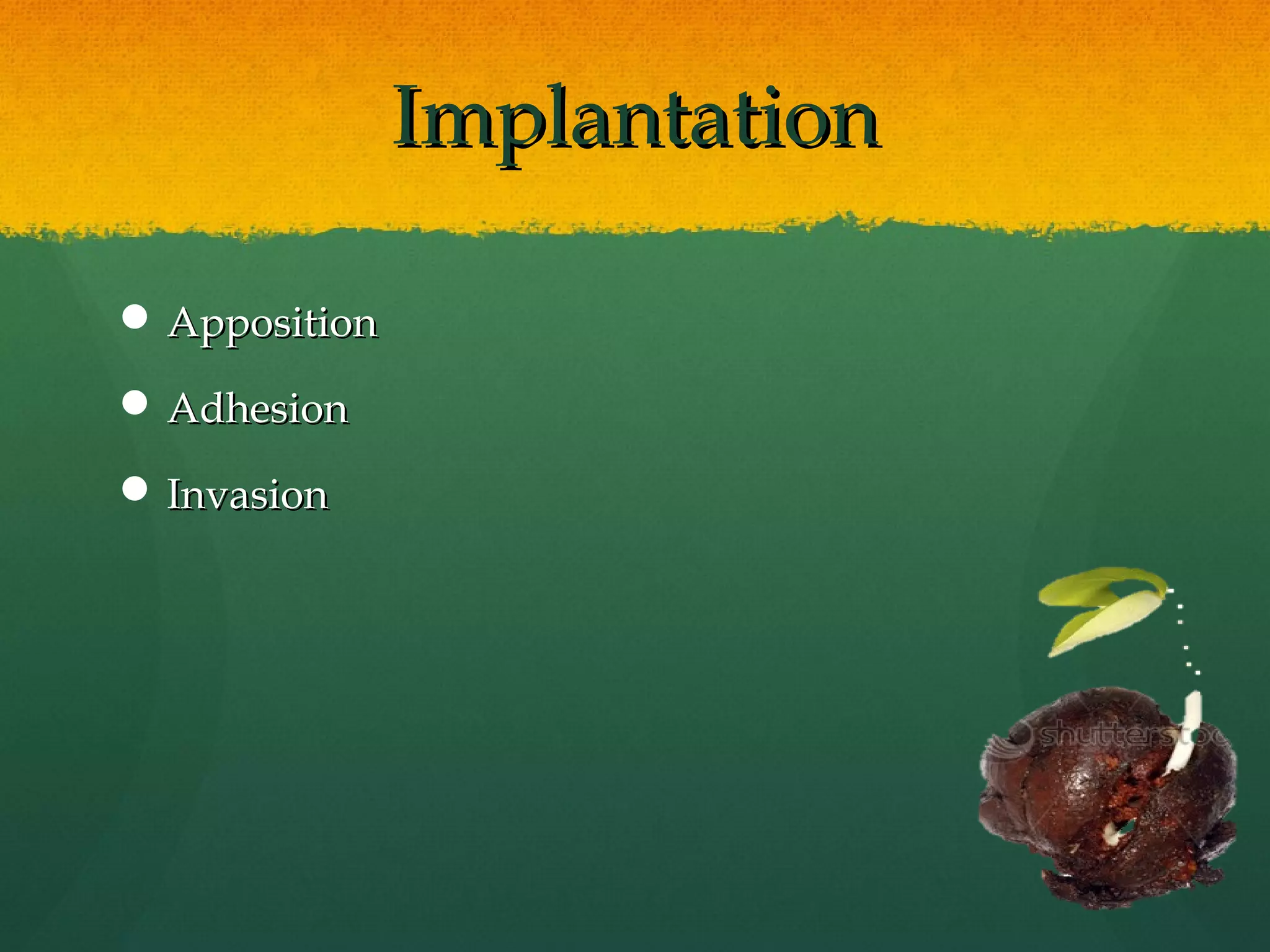 Implantation

 Apposition

 Adhesion

 Invasion
 