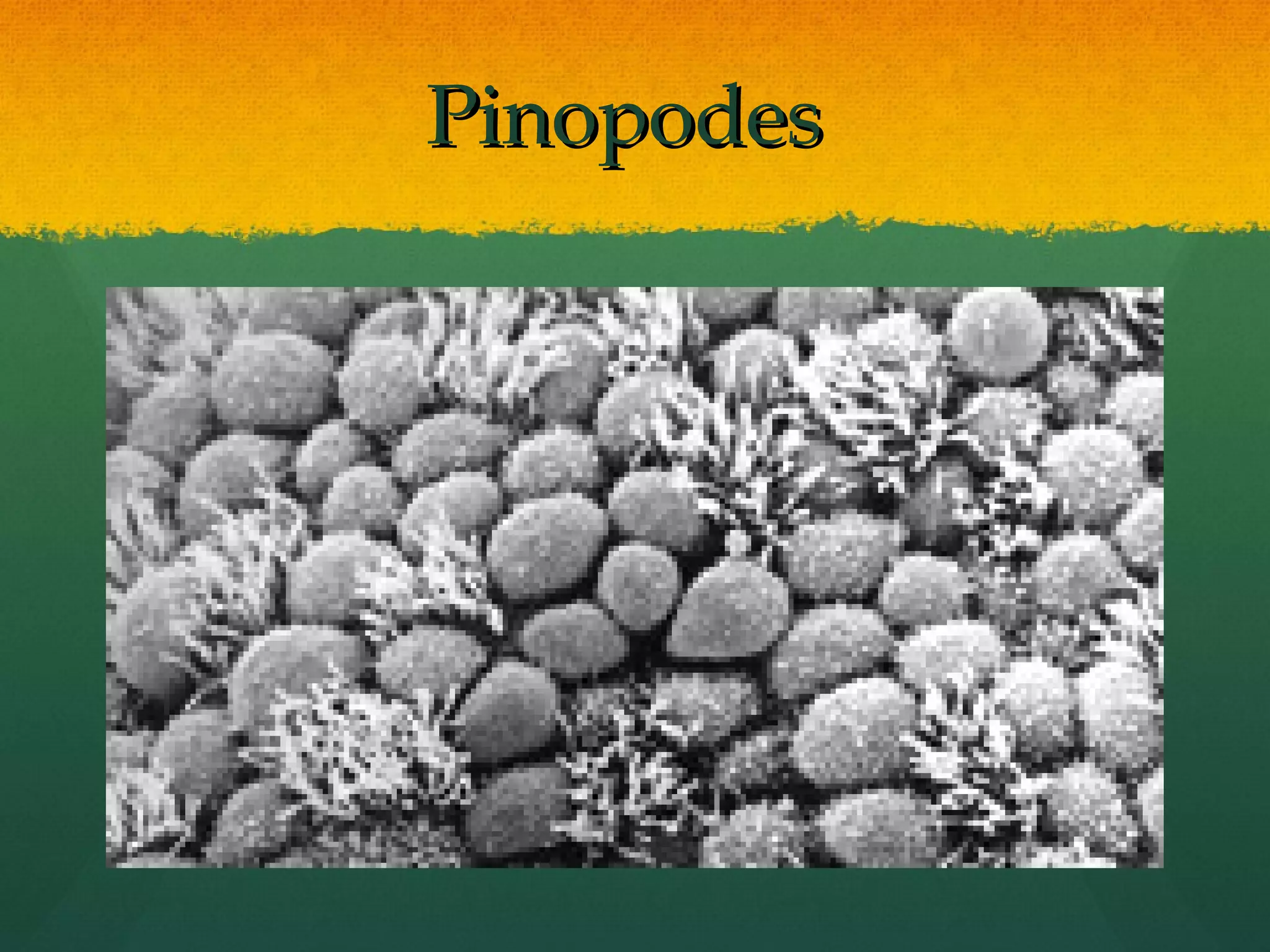 Pinopodes
 