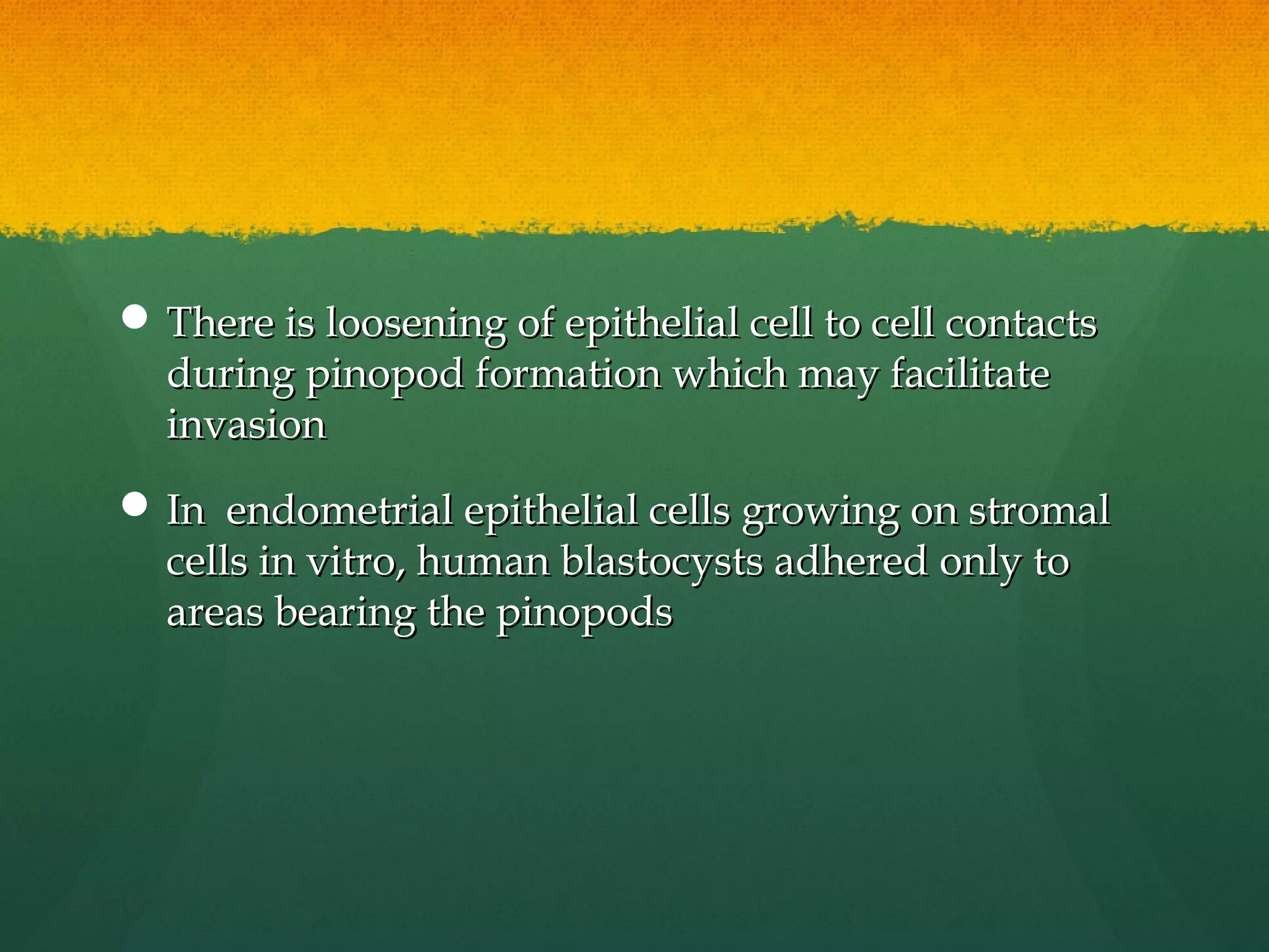  There is loosening of epithelial cell to cell contacts
  during pinopod formation which may facilitate
  invasion
 In endometrial epithelial cells growing on stromal
  cells in vitro, human blastocysts adhered only to
  areas bearing the pinopods
 