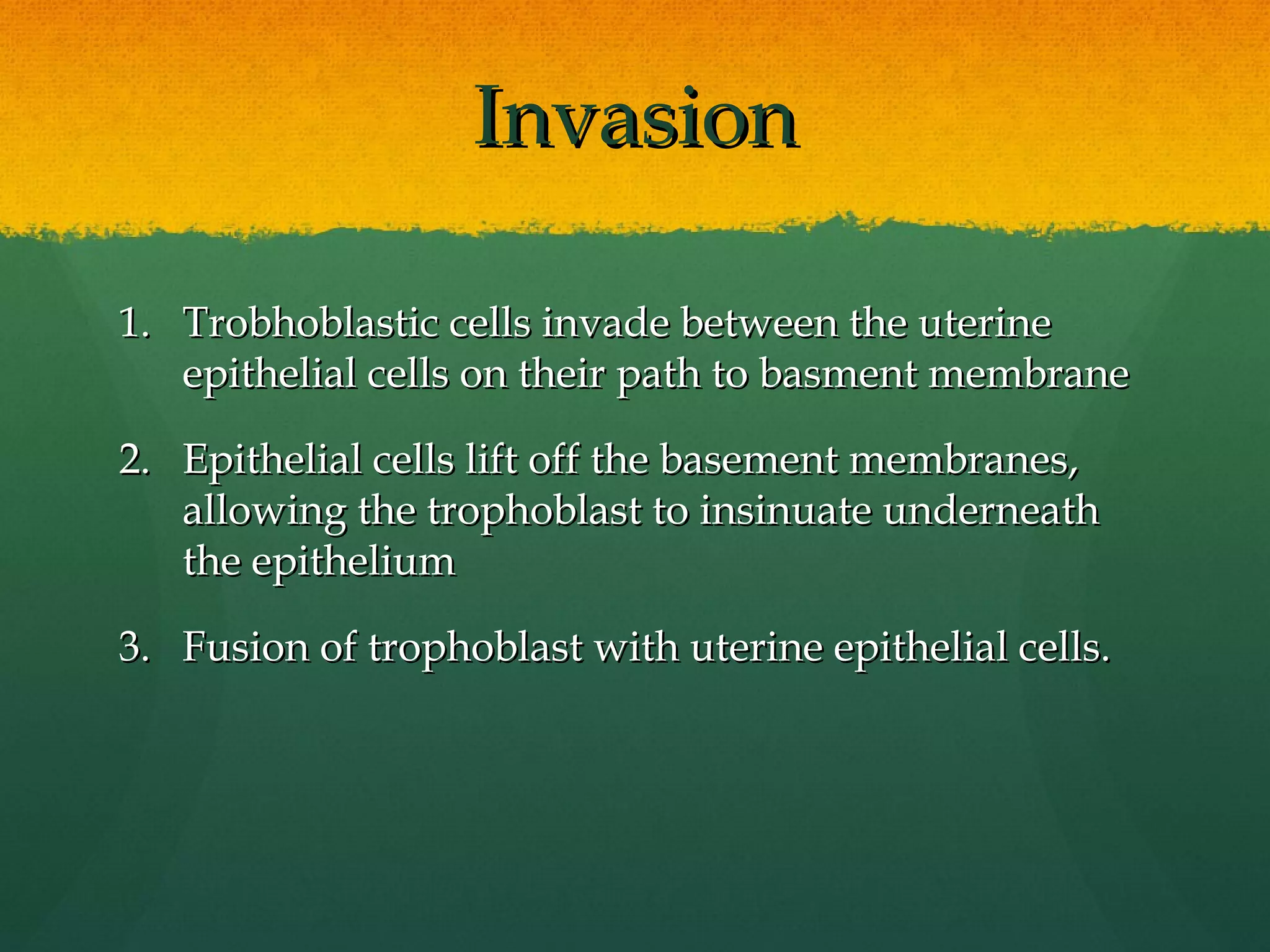 Invasion

1. Trobhoblastic cells invade between the uterine
   epithelial cells on their path to basment membrane

2. Epithelial cells lift off the basement membranes,
   allowing the trophoblast to insinuate underneath
   the epithelium

3. Fusion of trophoblast with uterine epithelial cells.
 