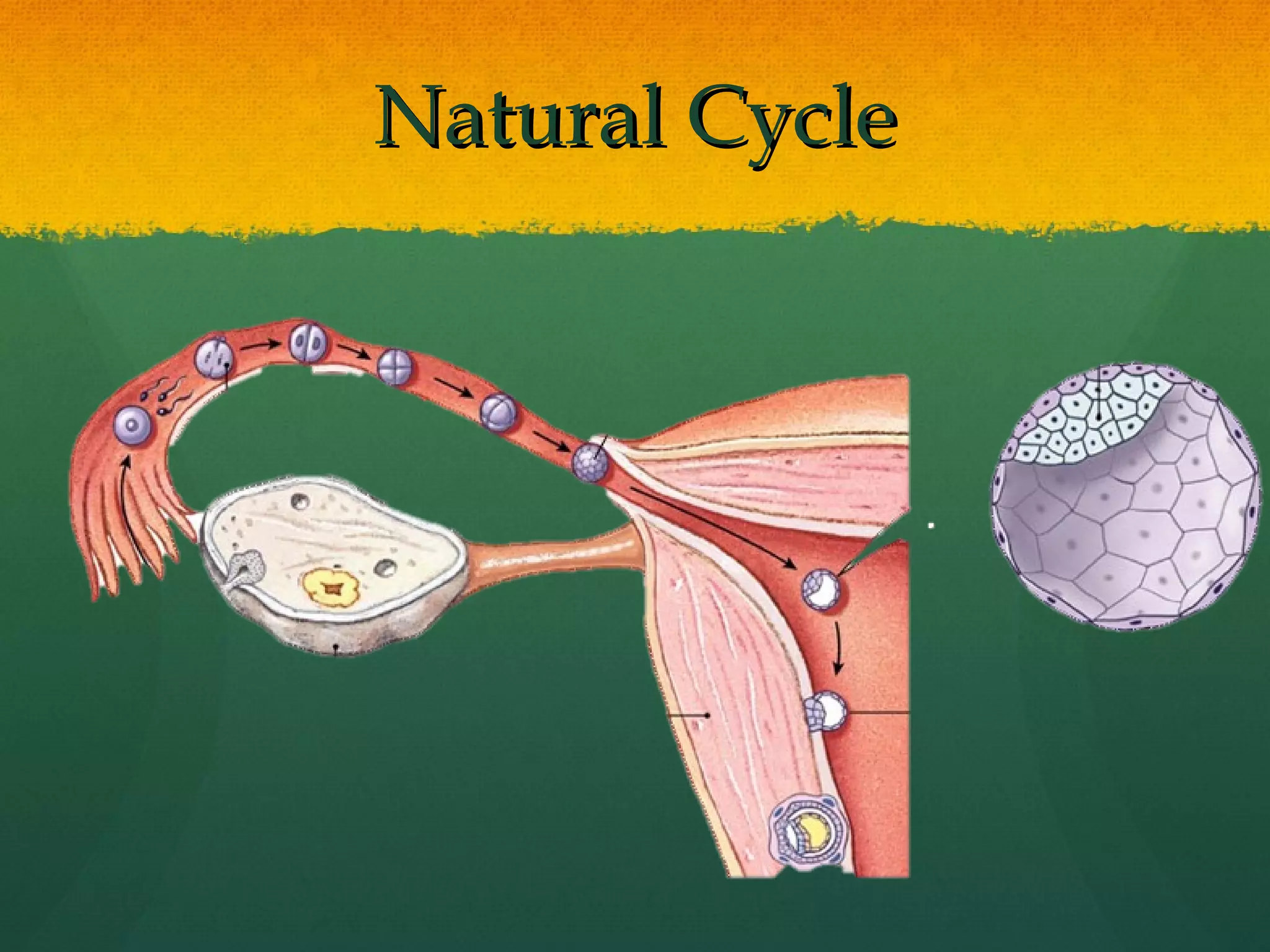 Natural Cycle
 