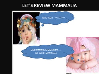 LET’S REVIEW MAMMALIA

         WHO AM I ?????????




   MMMMMMMMMMMMM……
     WE WERE MAMMALS
 