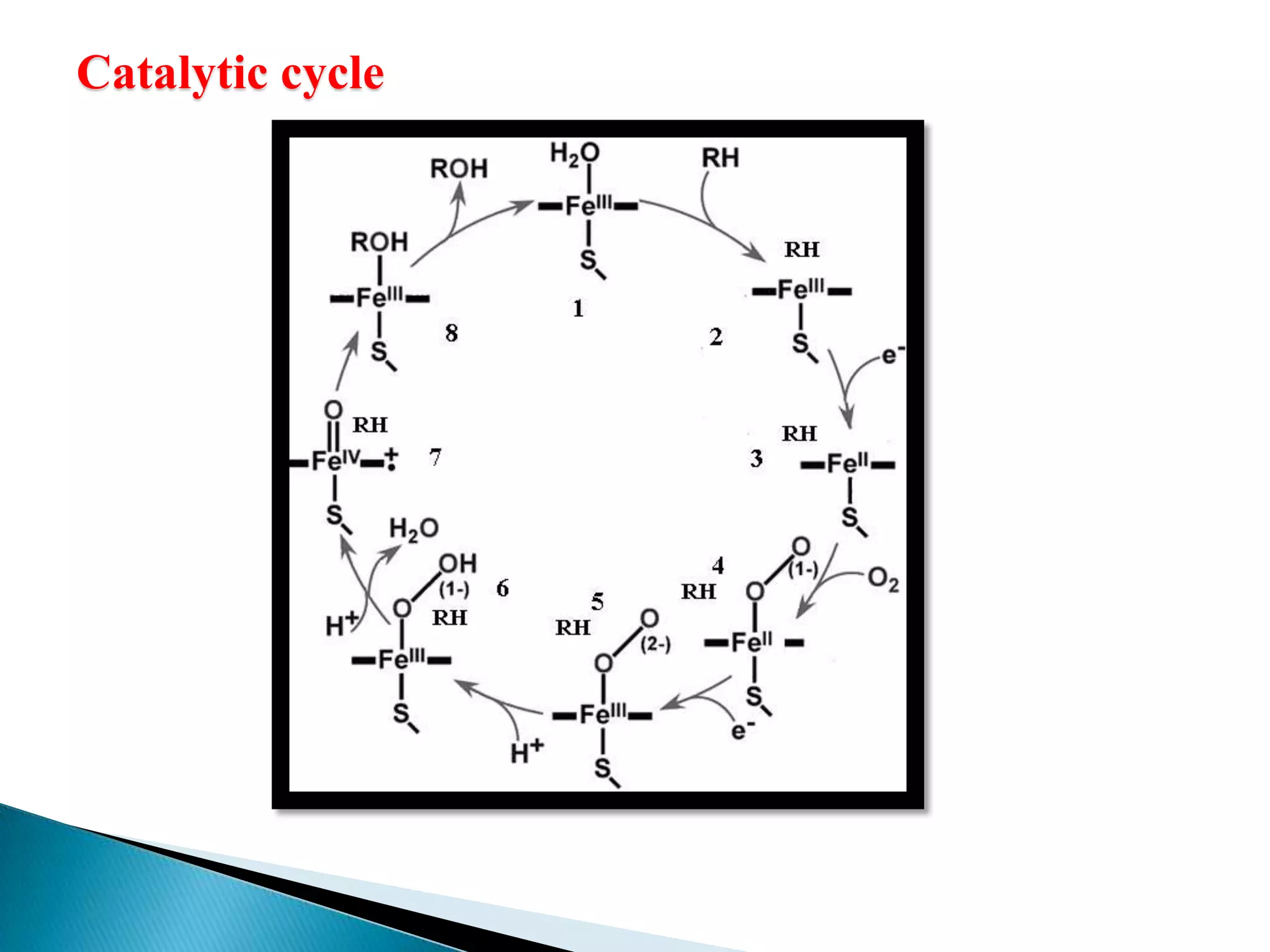Catalytic cycle
 