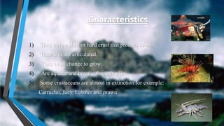 1) They have a shell or hard crust that protects them.
2) Their legs are articulated.
3) They must change to grow.
4) Are aquatic and breathe through gills.
5) Some crustaceans are almost in extinction for example:
Carrucho, Juey, Lobster and prawn
 