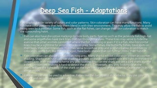Fish display a wide variety of colors and color patterns. Skin coloration can have many functions. Many
fish have color patterns that help them blend in with their environment.This may allow the fish to avoid
being seen by a predator. Some fish, such as the flat fishes, can change their skin coloration to match
the surrounding habit.
• Fish can also have disruptive markings to hide body parts. Species such as the jackknife fish high-hat
and some angelfishes have dark lines that run through the eyes.These lines may serve to hide the
eyes so that other animals cannot tell where the fish is looking or even if it is a fish.Also horizontal
lines may be a sight line for aiming attacks on prey. Some fishes, like butterfly fishes, have spots on
their body that resembles eyes.This may serve to confuse prey and predators alike. In addition to
coloration, some fish, like the sea dragon, have body shapes that can further mimic their habitat.
• Fish coloration can also be useful in catching prey. Many sharks exhibit coloration known as counter
shading. Sharks that have counter shading are dark on the dorsal (upper) side and light on the ventral
(lower) side.With this color scheme any prey looking down on the shark will see a dark shark against
a dark sea bottom, making it hard to detect the shark. Conversely, any prey looking up at the
shark, will see the light belly of the shark on the light background of the ocean surface water lit by the
sun or moon.
• Coloration can also be used to advertise. Fishes like the darters and sticklebacks, may use color to
attract and recognize potential mates.
 