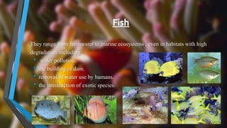 They range from freshwater to marine ecosystems , even in habitats with high
degradation including:
• water pollution.
• the building of dam.
• removal of water use by humans.
• the introduction of exotic species.
 