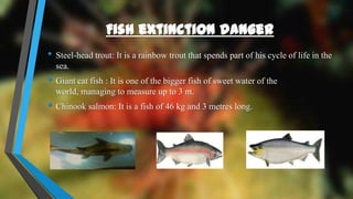 • Steel-head trout: It is a rainbow trout that spends part of his cycle of life in the
sea.
• Giant cat fish : It is one of the bigger fish of sweet water of the
world, managing to measure up to 3 m.
• Chinook salmon: It is a fish of 46 kg and 3 metres long.
 