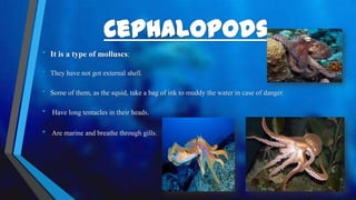 • It is a type of molluscs:
• They have not got external shell.
• Some of them, as the squid, take a bag of ink to muddy the water in case of danger.
• Have long tentacles in their heads.
• Are marine and breathe through gills.
 