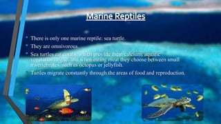 • There is only one marine reptile: sea turtle.
• They are omnivorous.
• Sea turtles eat corals, which provide them calcium, aquatic
vegetation, algae, and when eating meat they choose between small
invertebrates such as octopus or jellyfish.
• Turtles migrate constantly through the areas of food and reproduction.
 