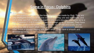 • Introduction :
The sea dolphins are one of the loveliest creatures made by God. They are
very intelligent creature. They live in water. but they are sea mammals, and
not a deep sea fish. These sea dolphins are warm-blooded and grow up to a
size of approx (1.2-9.5) meters. They can weigh up to 10 tonnes. They have
a life span of about 40 years. They produce very sweet and lovely sound
when they talk to each other. They are very peaceful sea animals and are
often found in groups playing with each other. They have a smooth and
streamlined body.
 